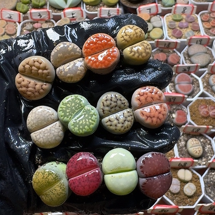 生石花3:：：。  30号