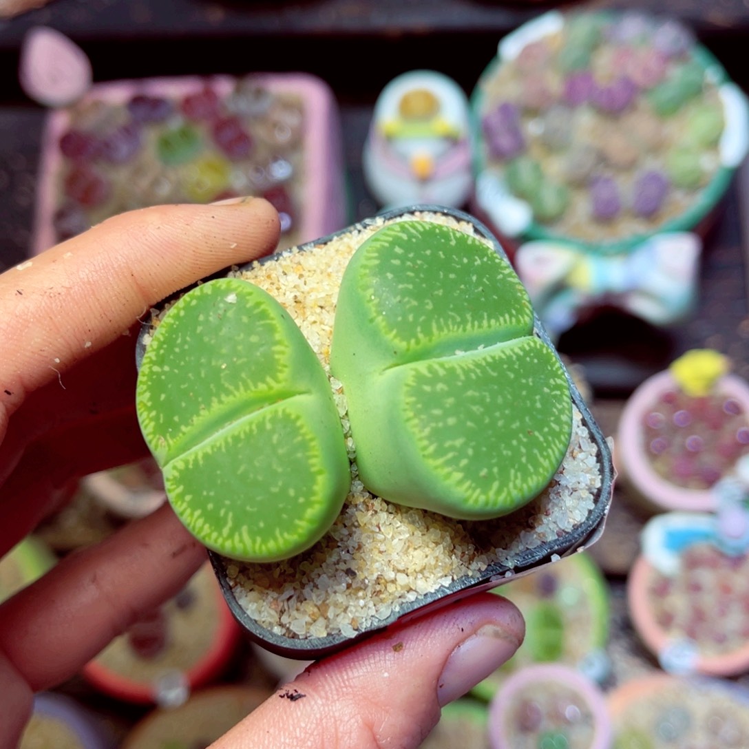 177生石花带盆发1