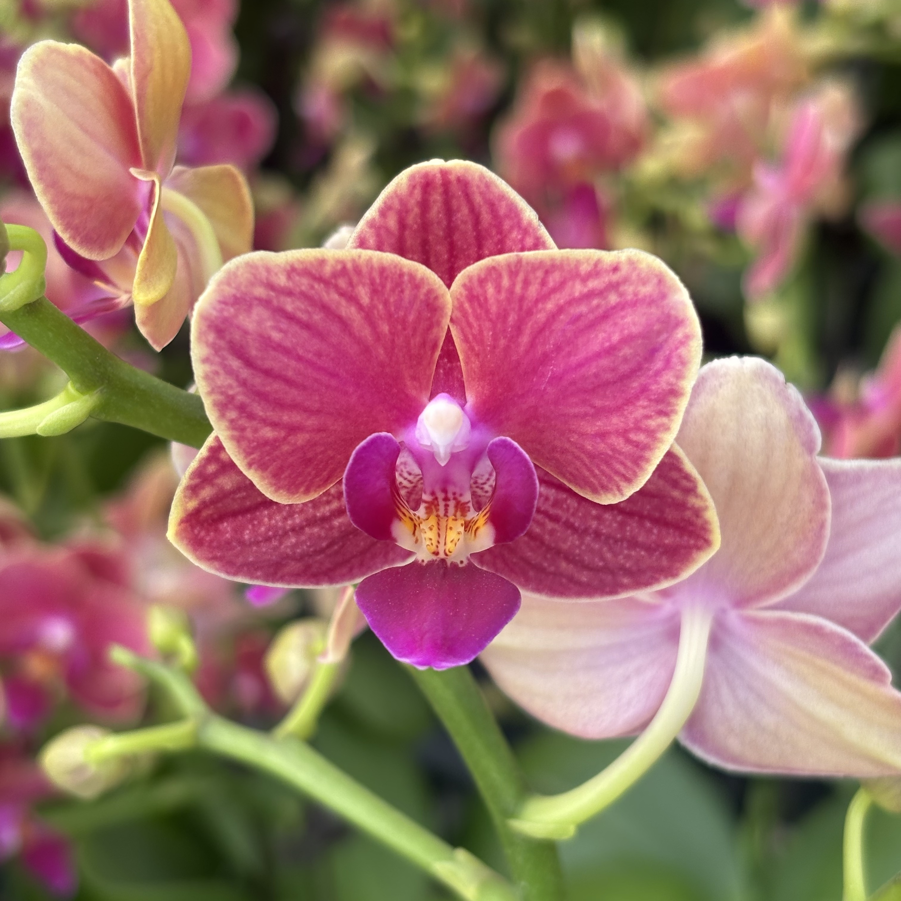 蝴蝶兰【金边玲珑】带花，带花剑，四季开花室内好养鲜花