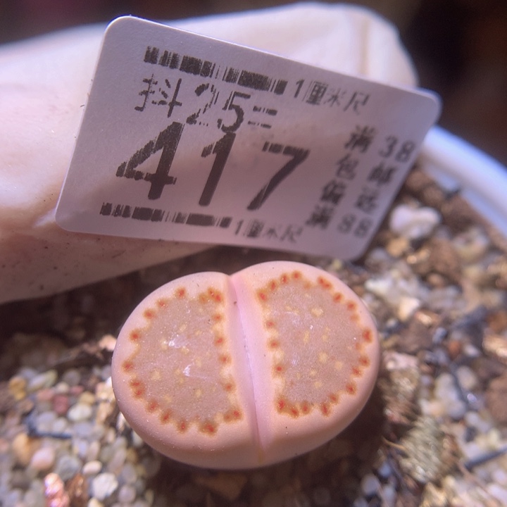 精品生石花25.417