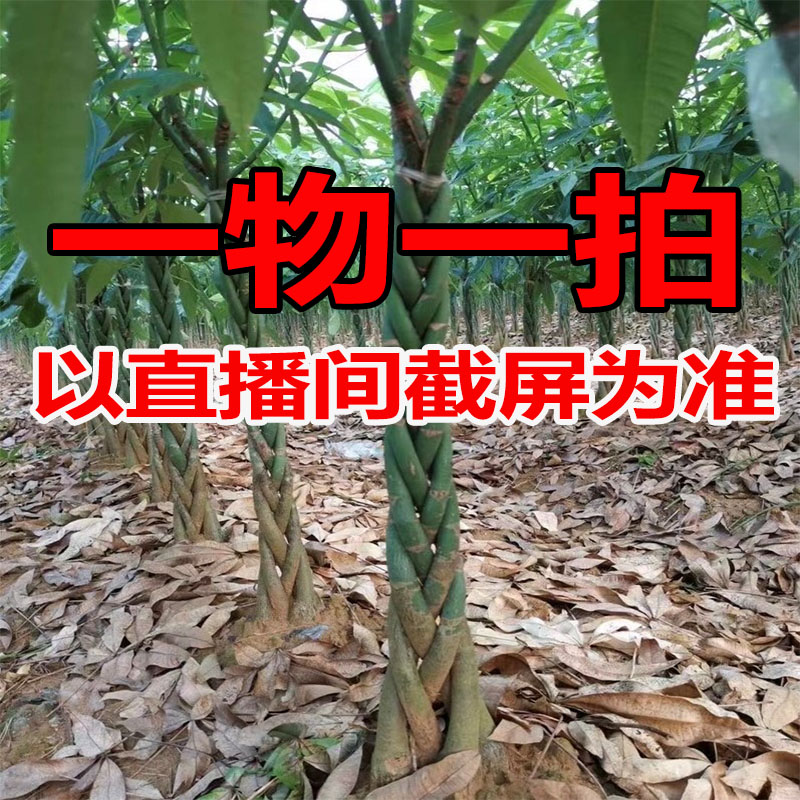 发财树客厅大盆栽室内植物单杆五辫子步步高升植物原生苗盆栽绿植