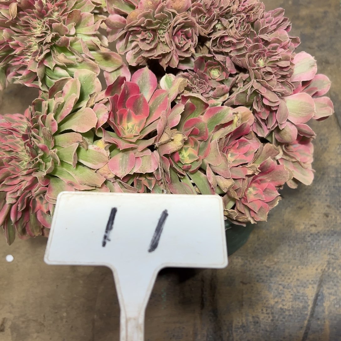 多肉植物粉女巫缀花11