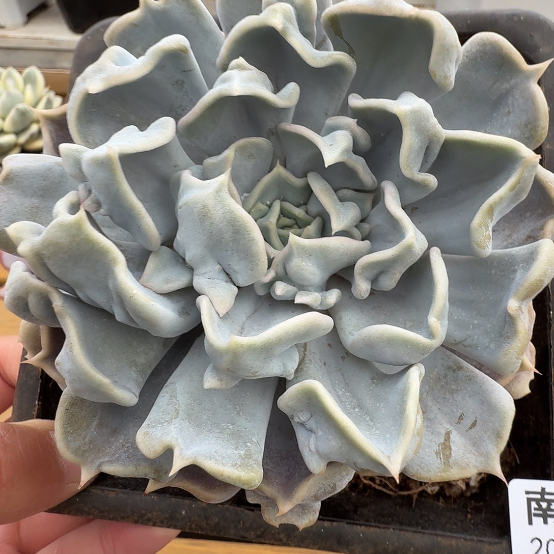 京爽珍珠1111211-53