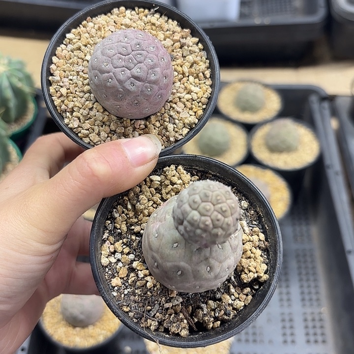 习志野单头➕双头习志野组合