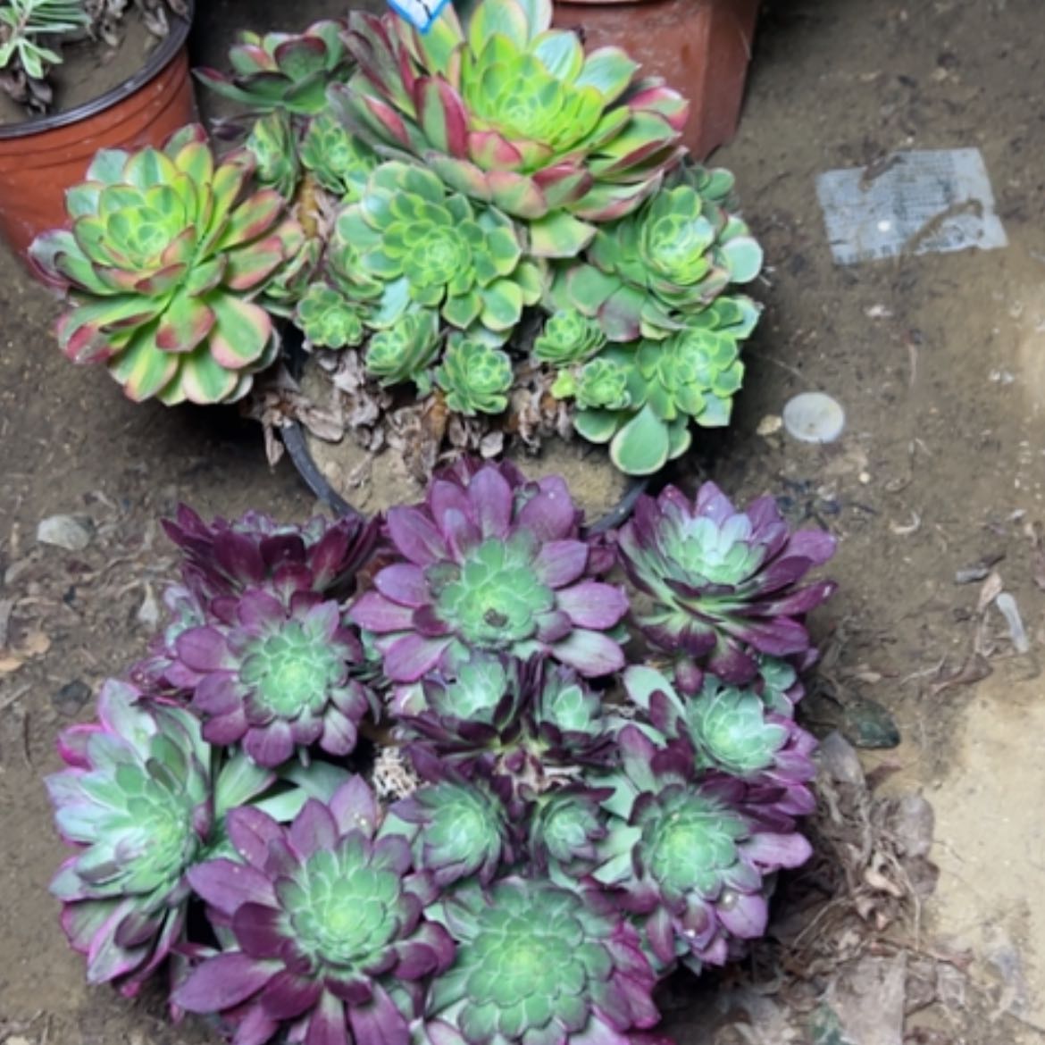 【闪购商品】多肉植物砍过不售后14