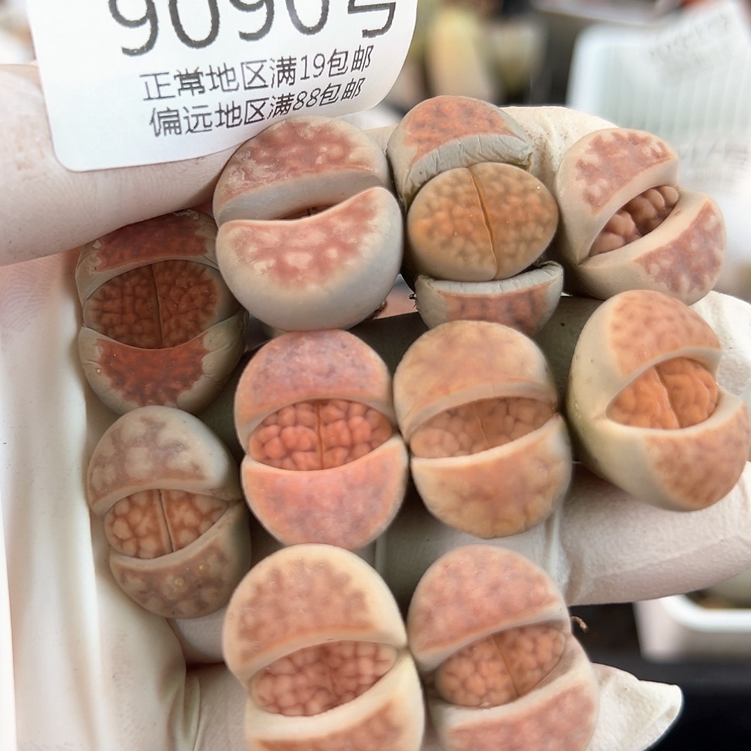 好养易活生石花大母本9090