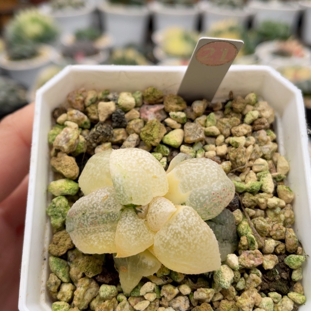 21 实生寿锦 满40包邮