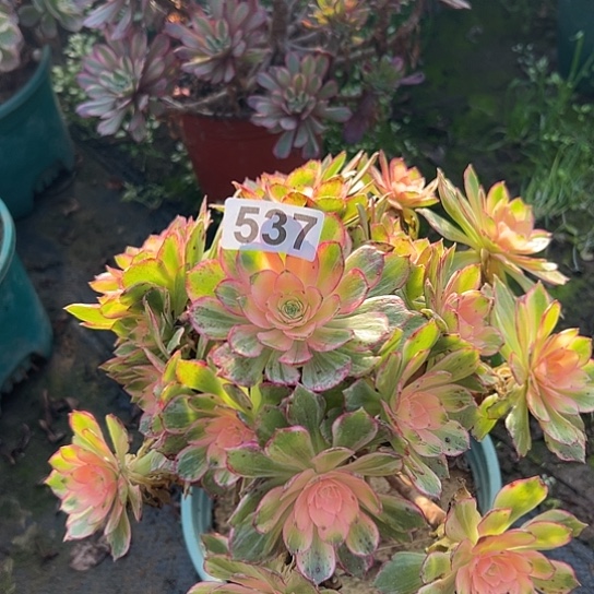 海***花多肉植物一个万花筒537