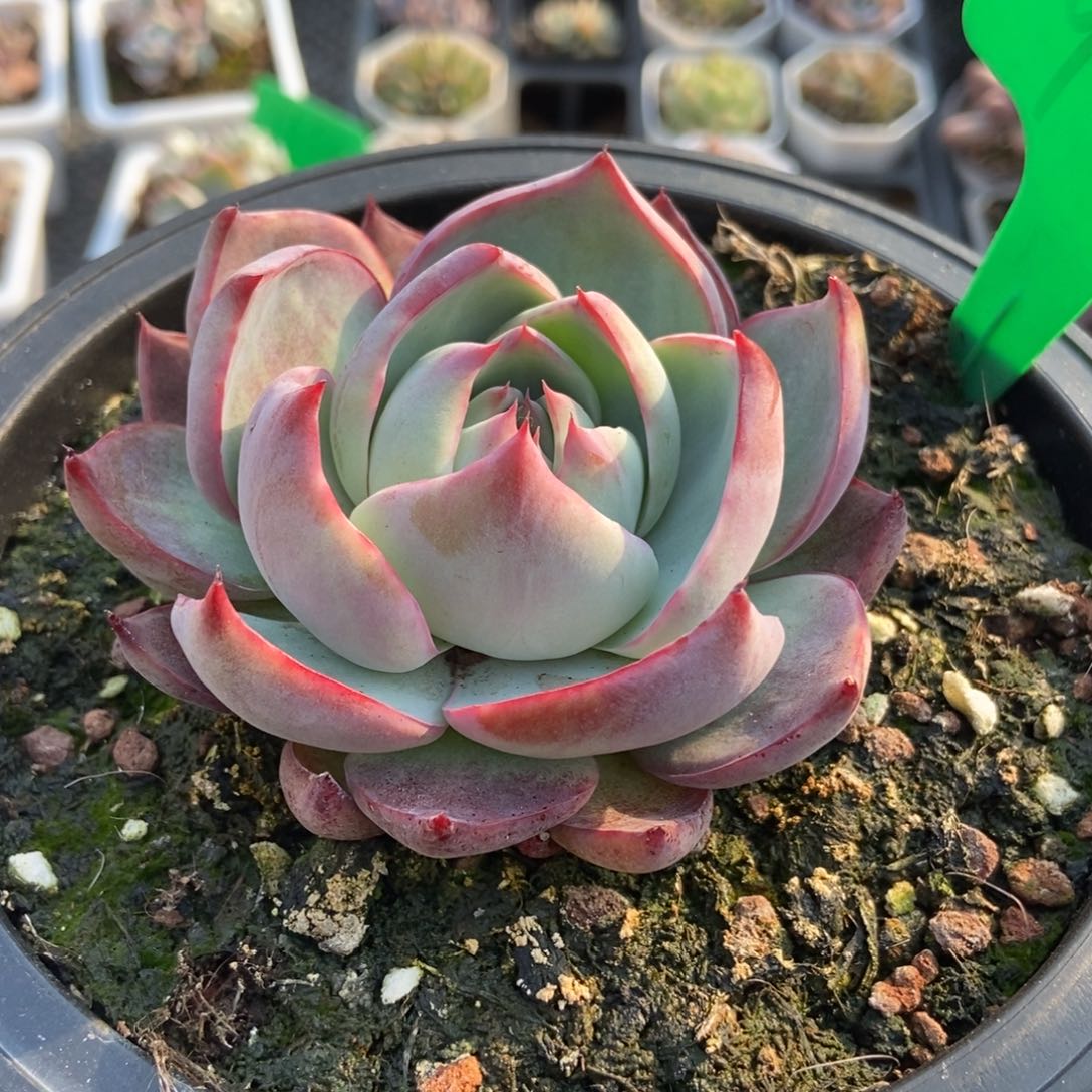 969惊鸿仙子多肉植物