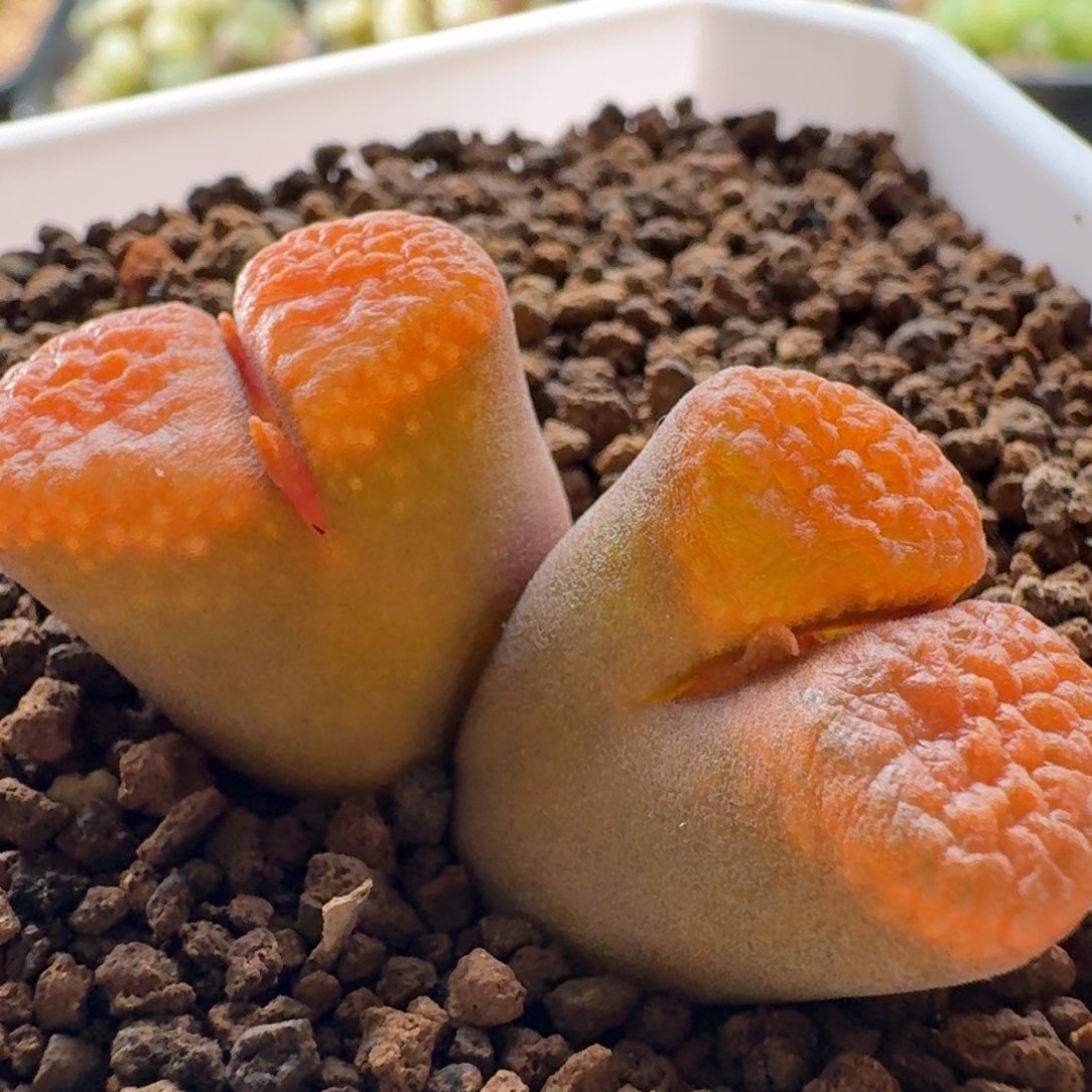 超级蛋糕双头群生3555