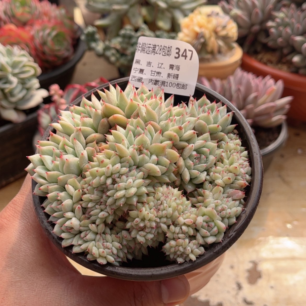 【闪购商品】347TP缀