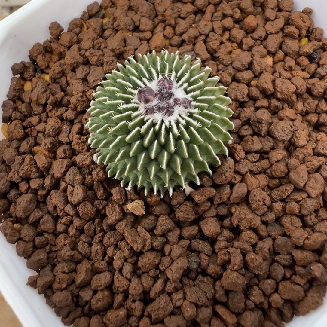 531实生根精巧殿刺缀多肉植物带盆土