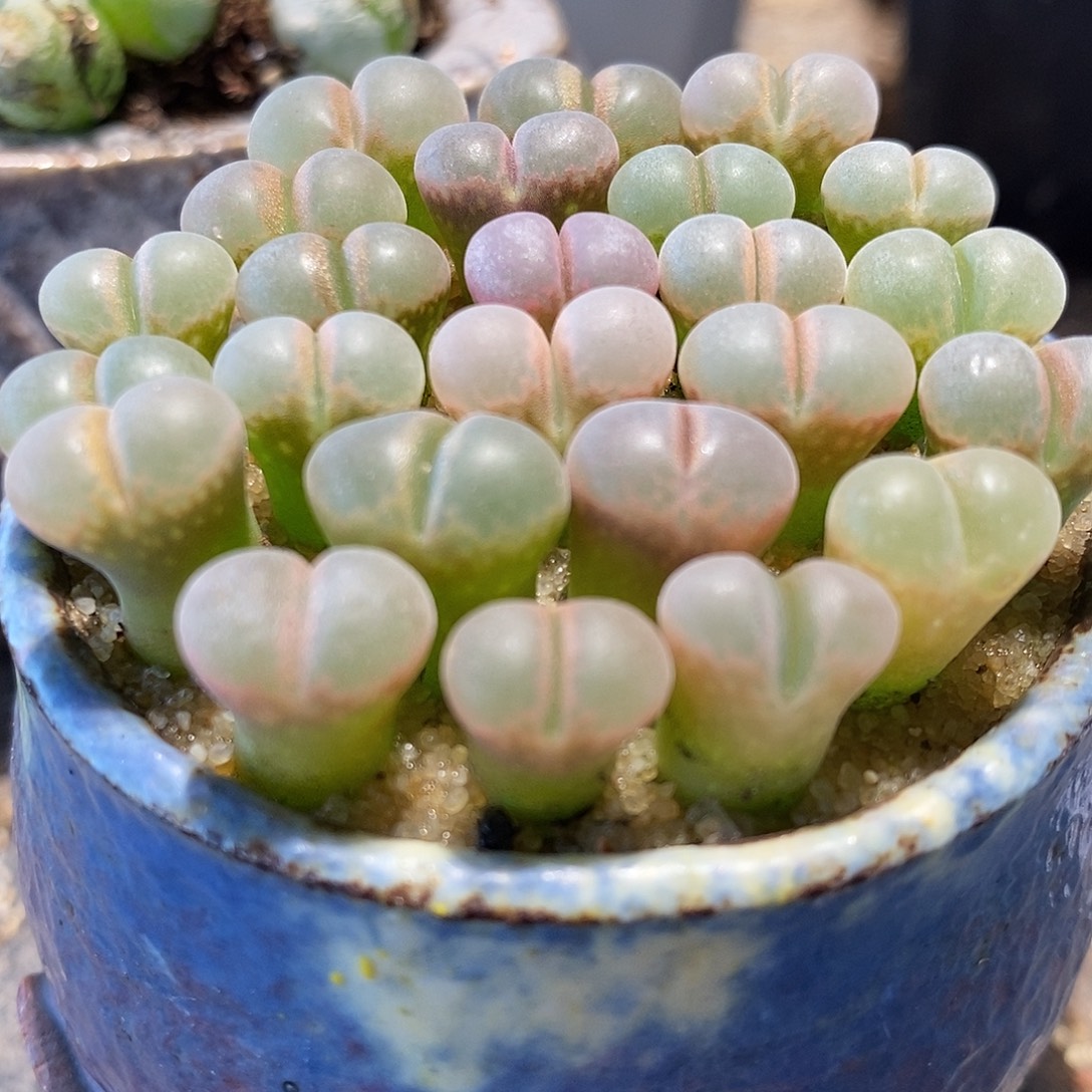 c10杂鲑鱼粉5颗。    