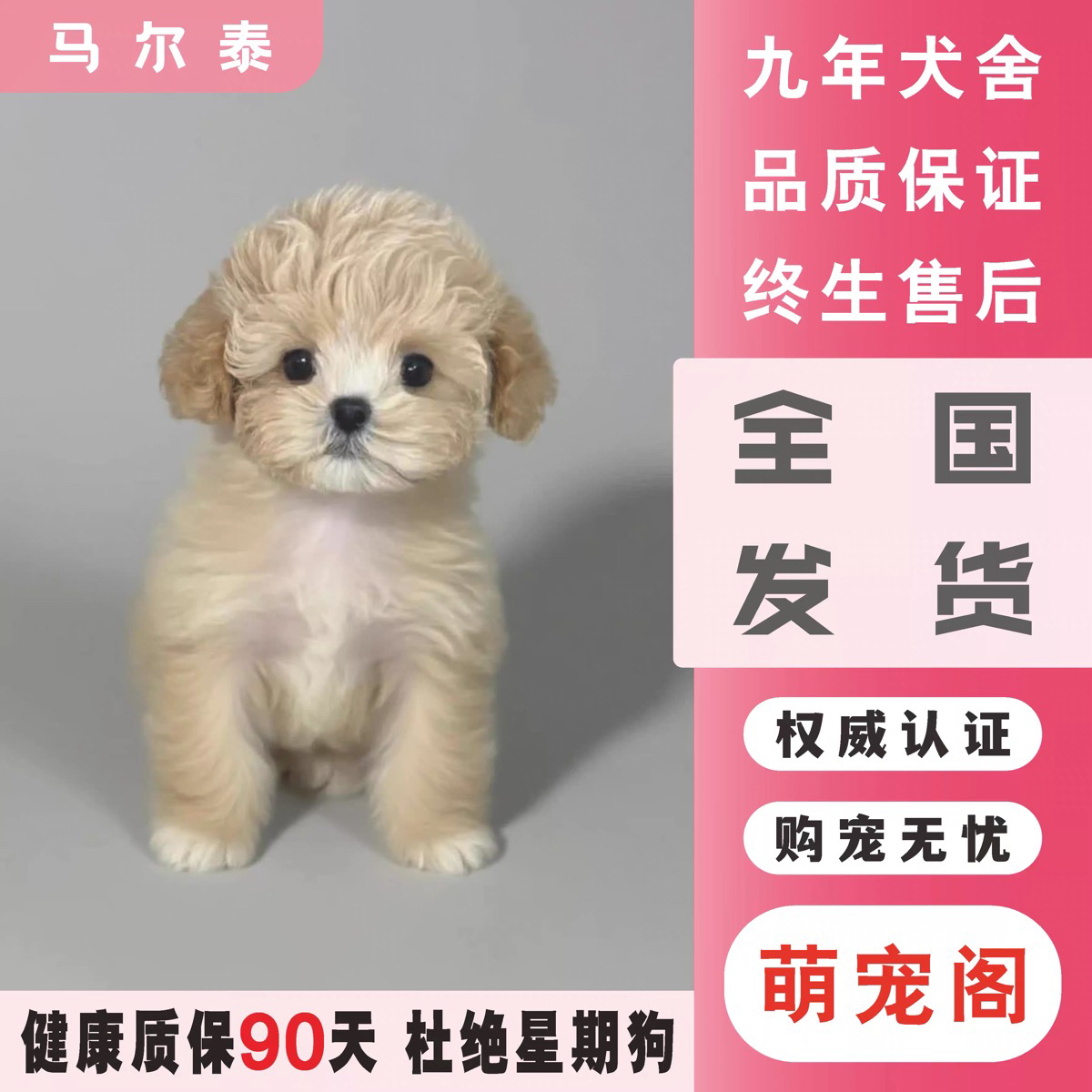 纯种马尔泰 泰迪博美韩系比熊 小体标体 家养宠物