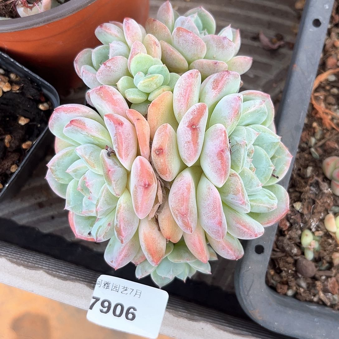 阿雅园艺。     7906