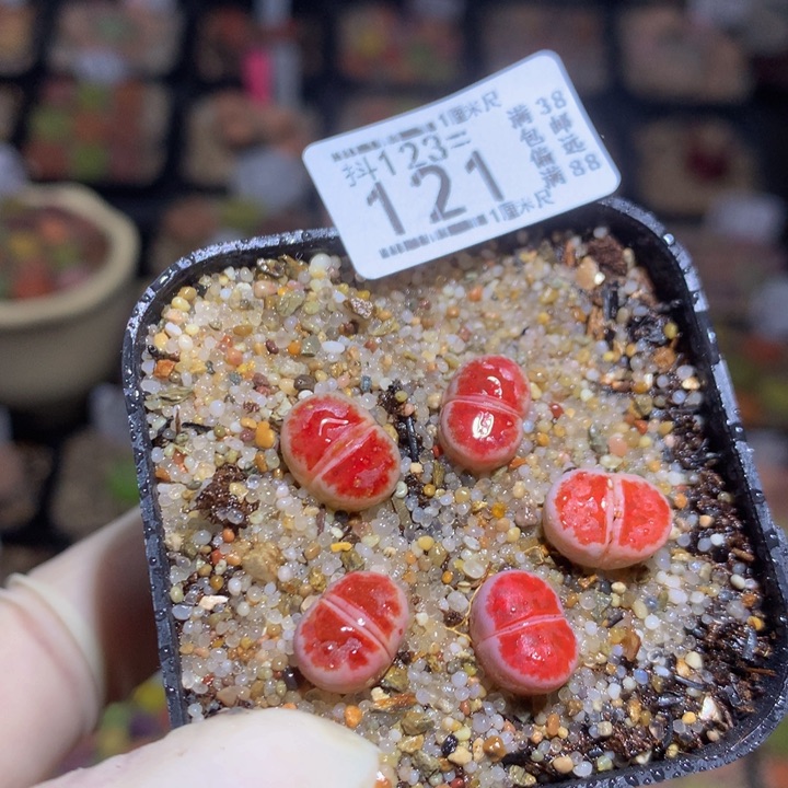 精品生石花123.121