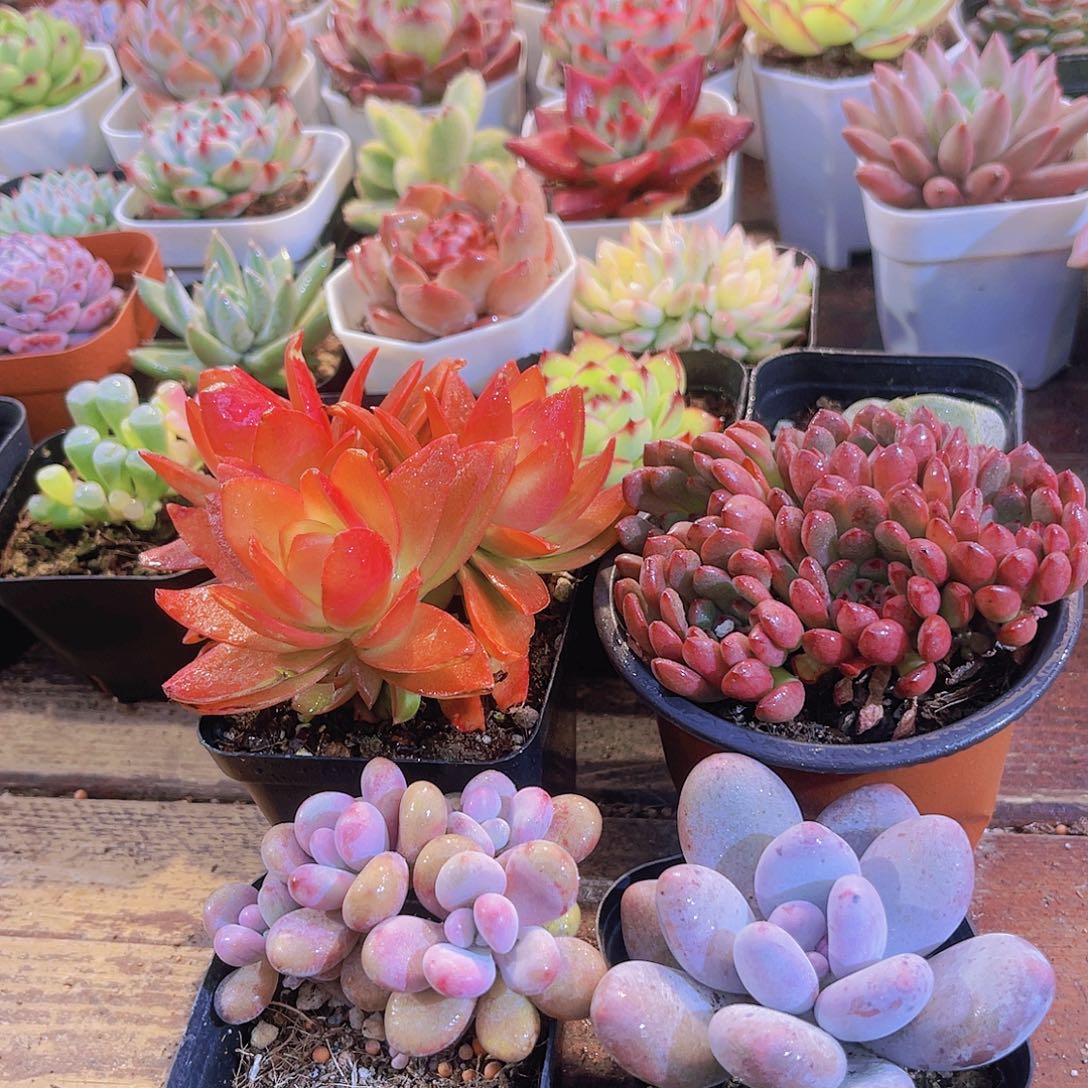 火祭群➕大红宝石➕桃蛋➕桃美人