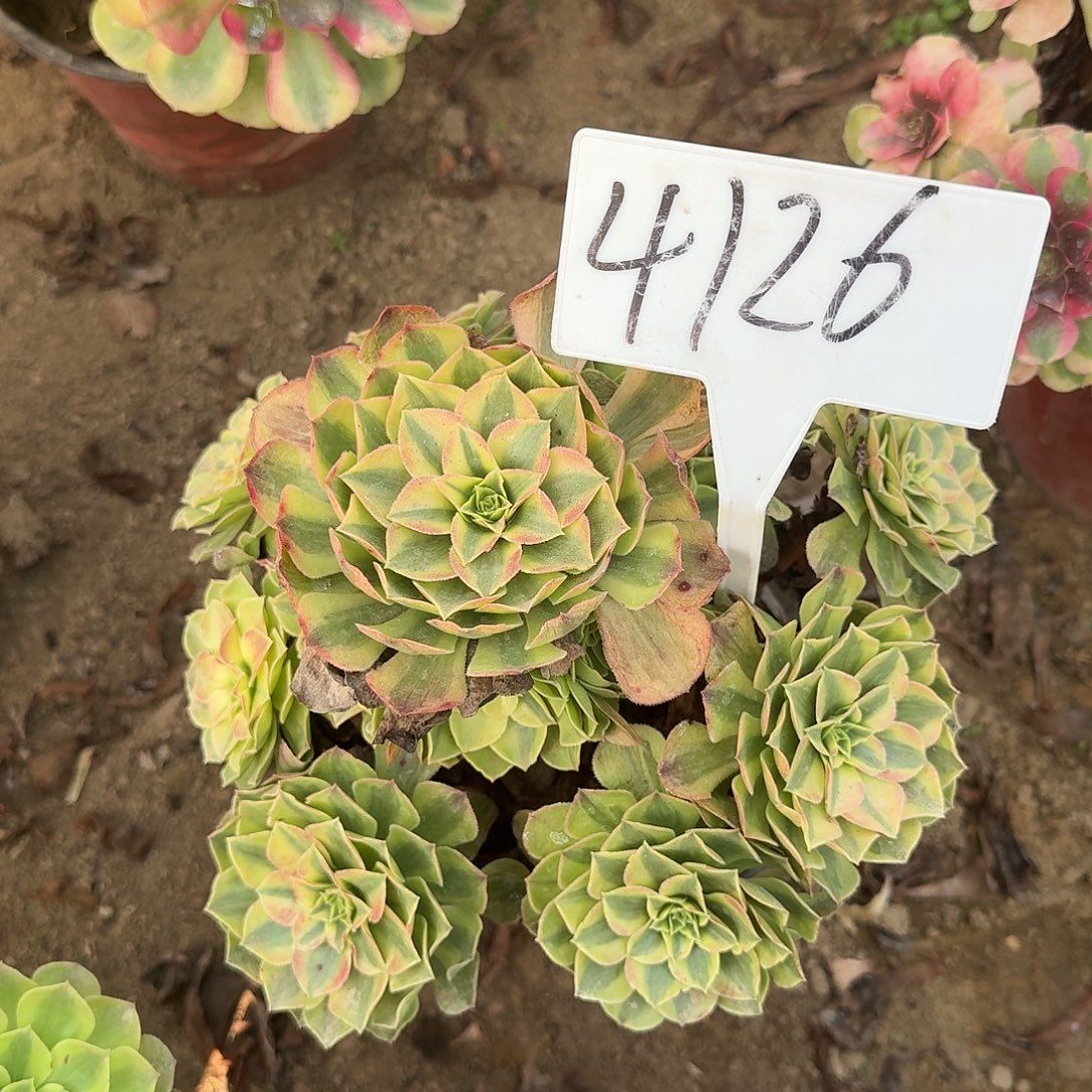 4126雨荷多肉法师多肉