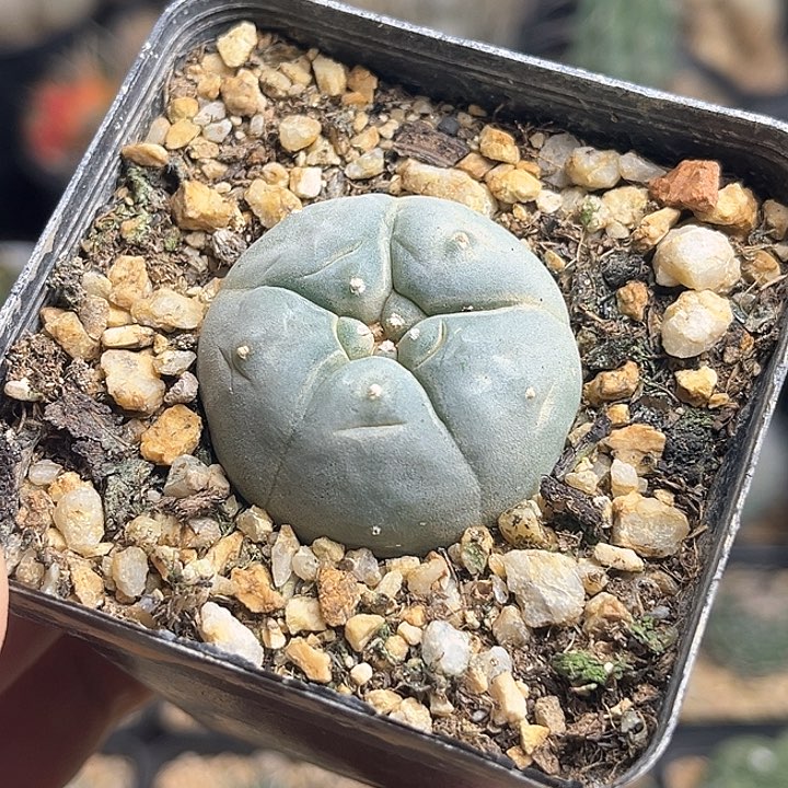 肋骨乌海鲜实生球