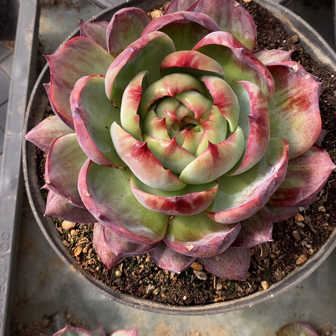 冰***儿        30。         