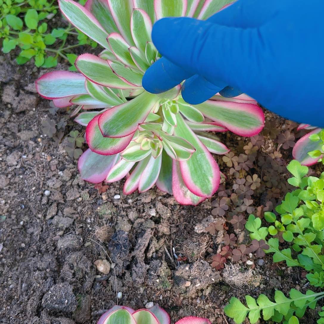 倾城手捧多肉植物