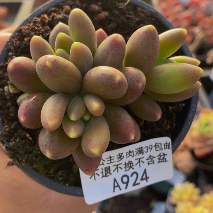 芒果奶6cm924多肉植物