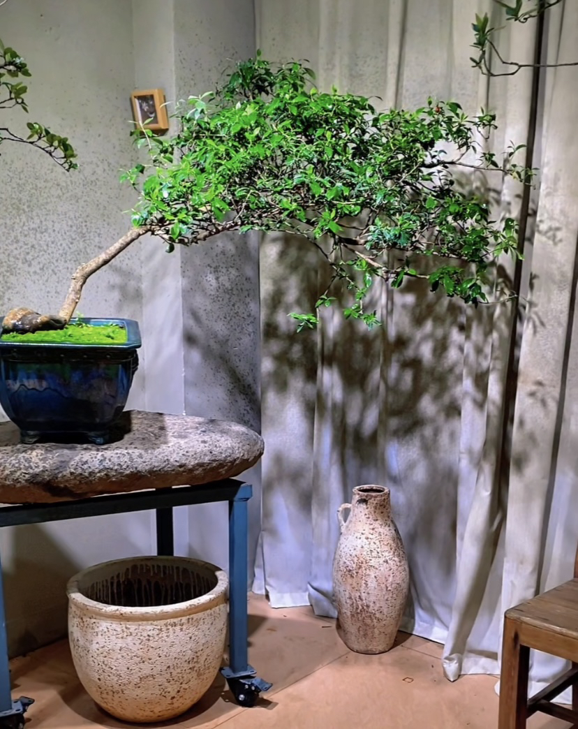 【海岛栀子花】高度1m，冠幅1.3m