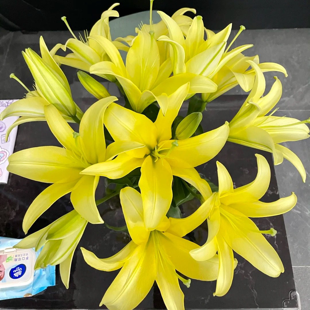【黄蜂百合】柠檬黄色香水百合有香味不刺鼻超长花期家用百合鲜花