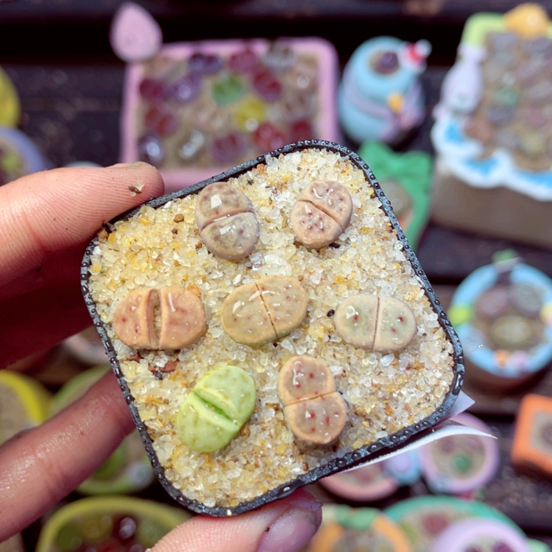 563生石花带盆发1