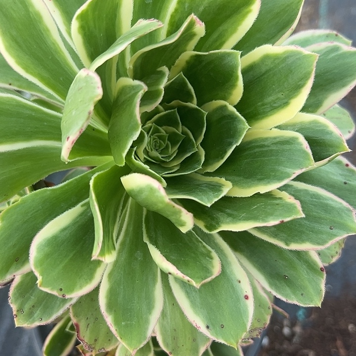 法师锦好好看呀啊