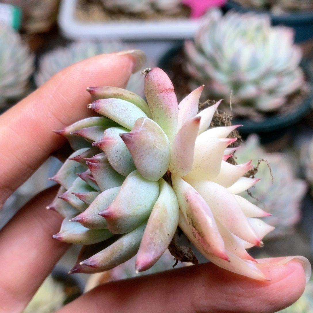 092锦锦锦锦锦锦锦锦