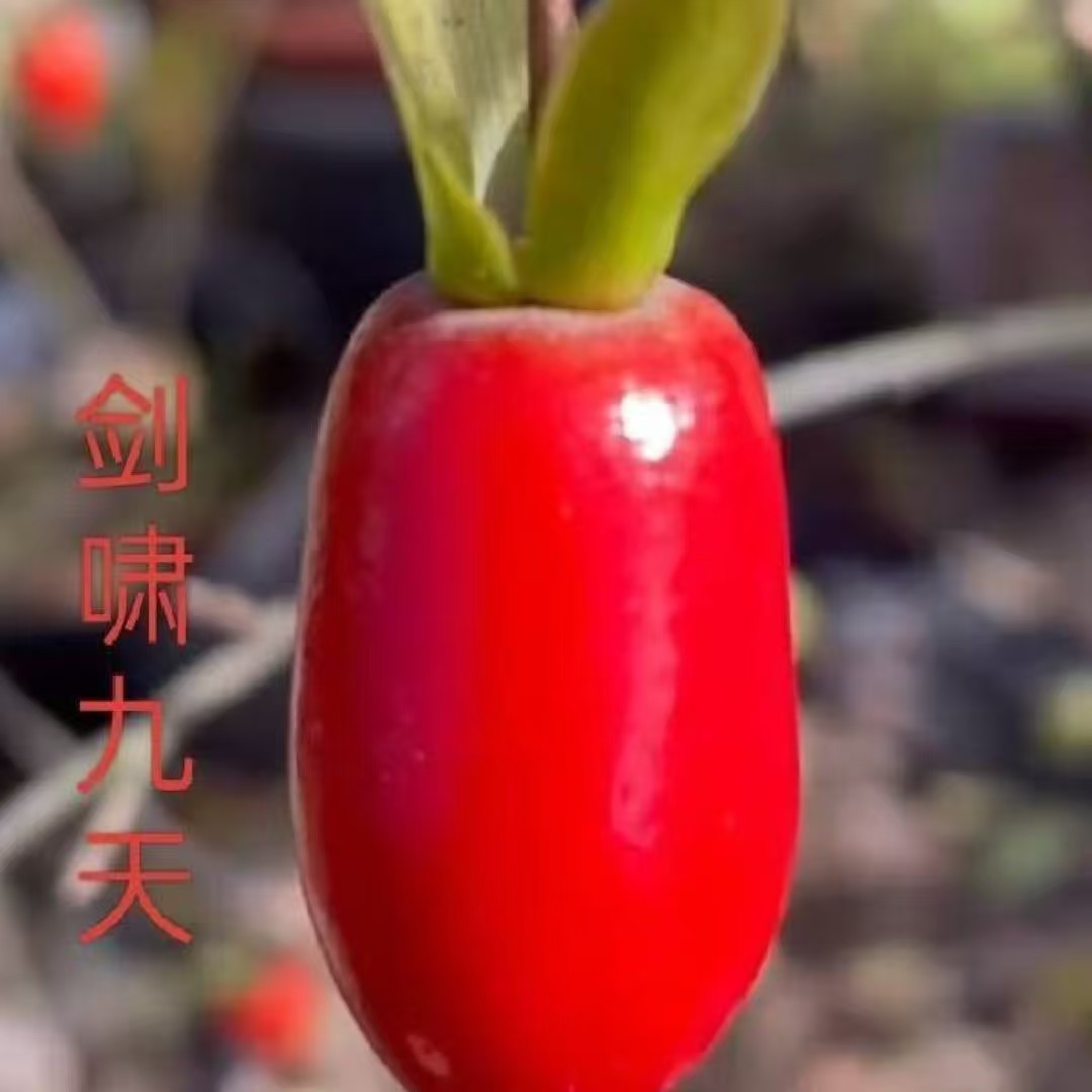 老鸦柿直播专用链接。