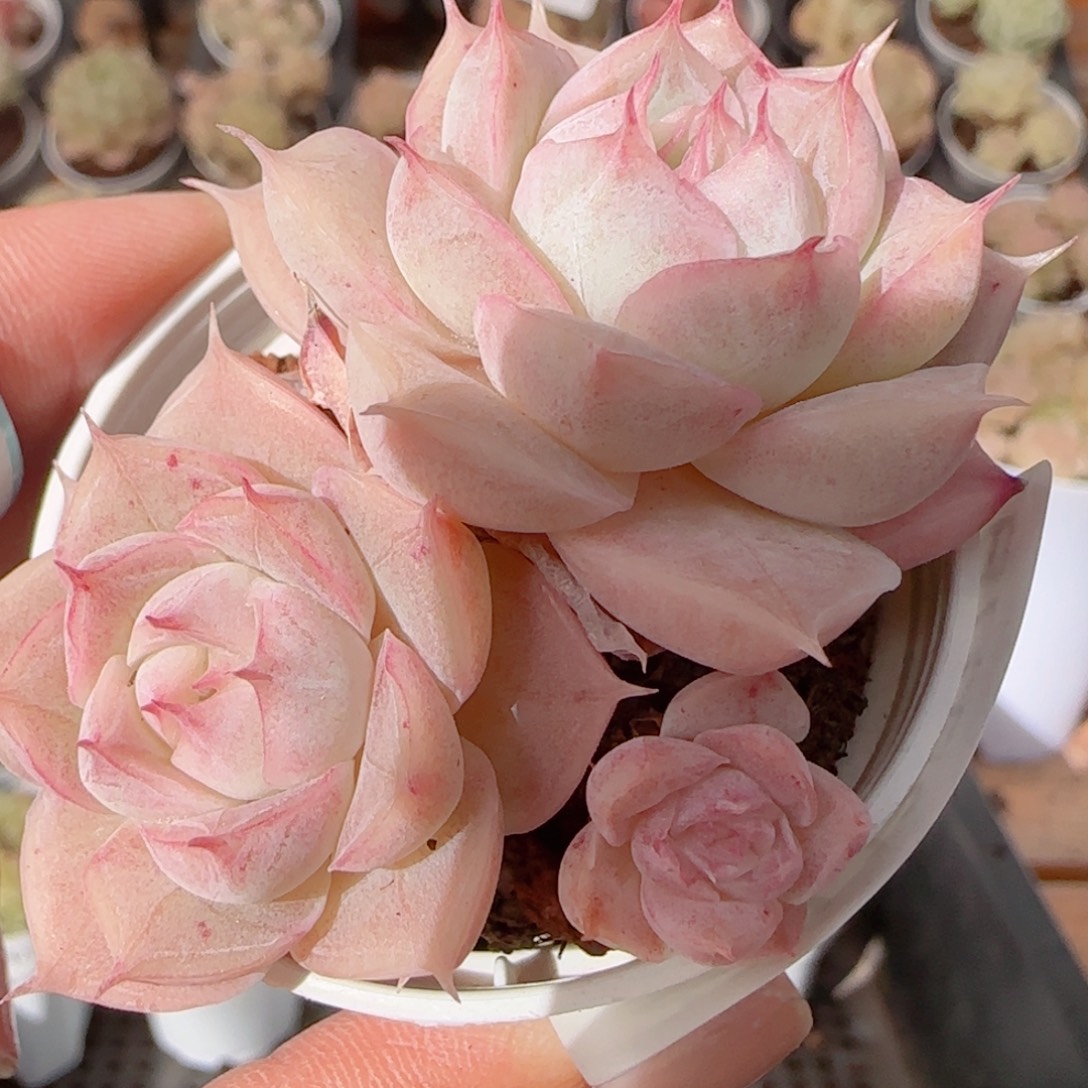 花语多肉1227-234散