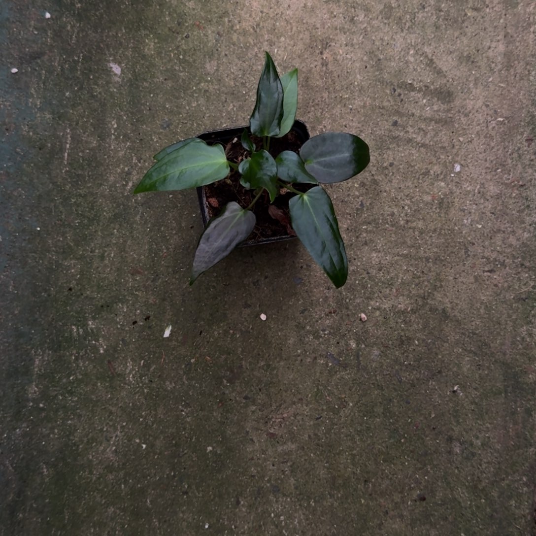 无花朵盾叶杂波特