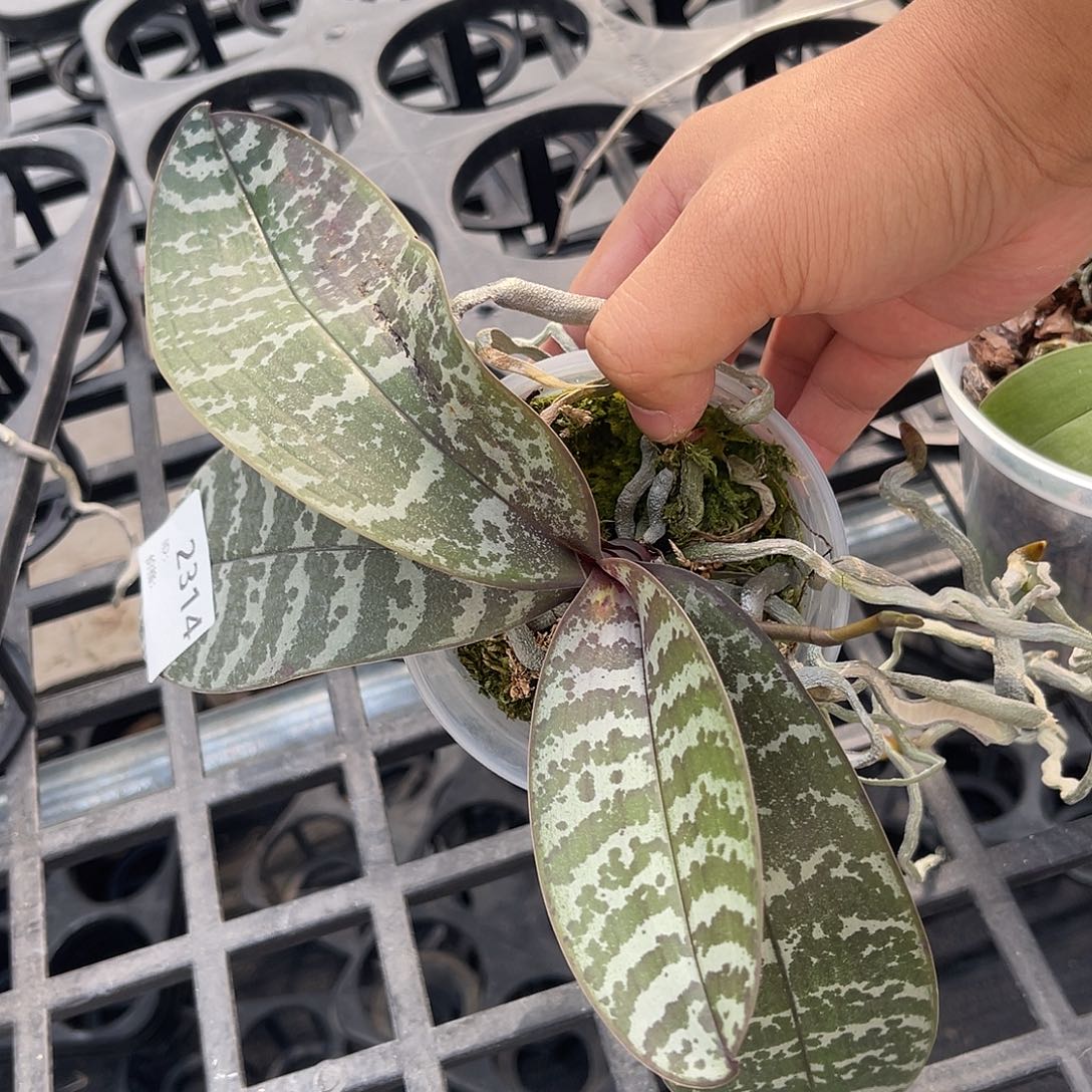 完全开放2314 KS2010 叶大瑕疵 福利