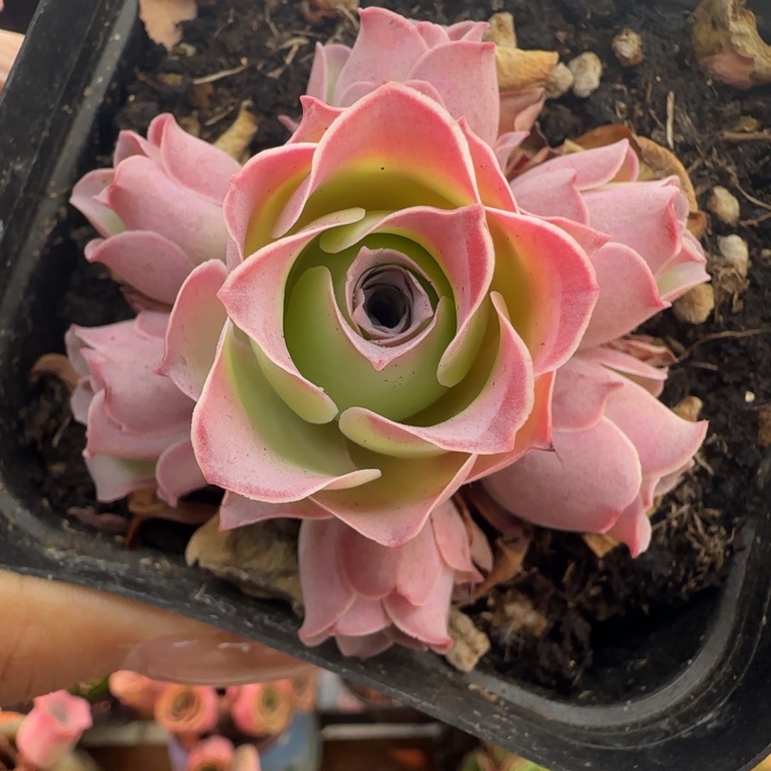 L451半城玫瑰福利不含盆土