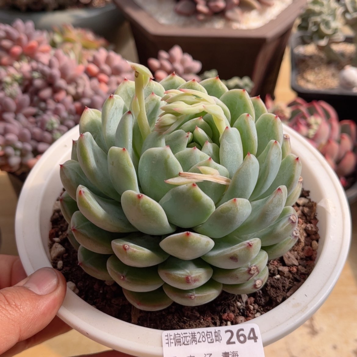 【闪购商品】264雪花珍妮