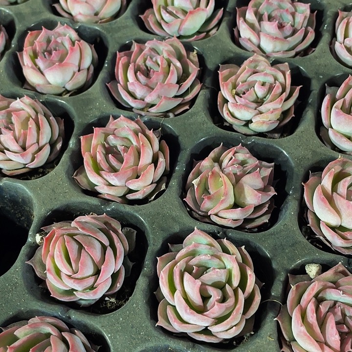 小侧影1元带土发