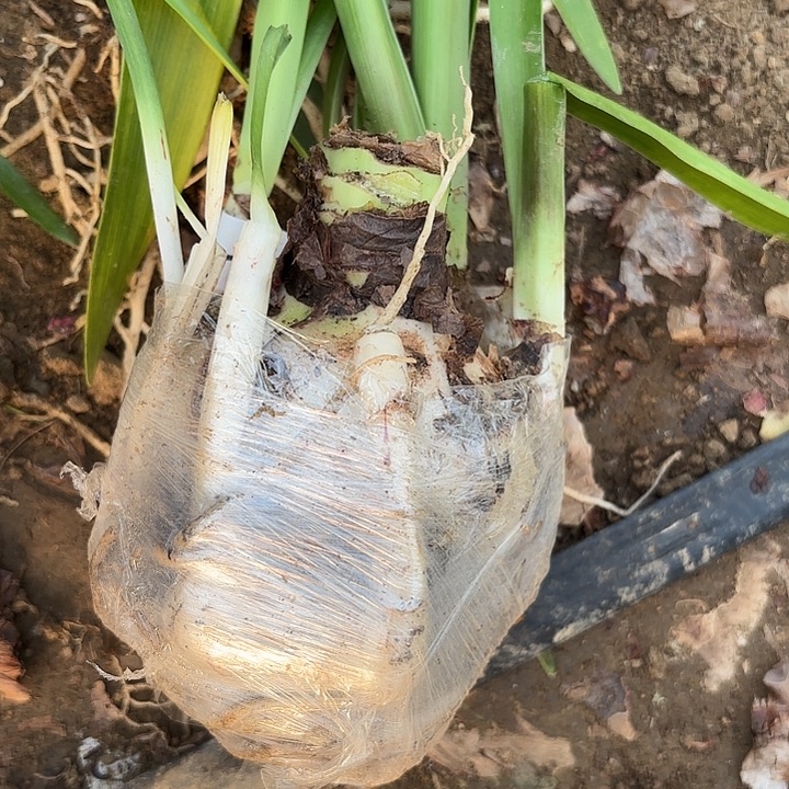 无花朵芭蕾舞女包对版大球