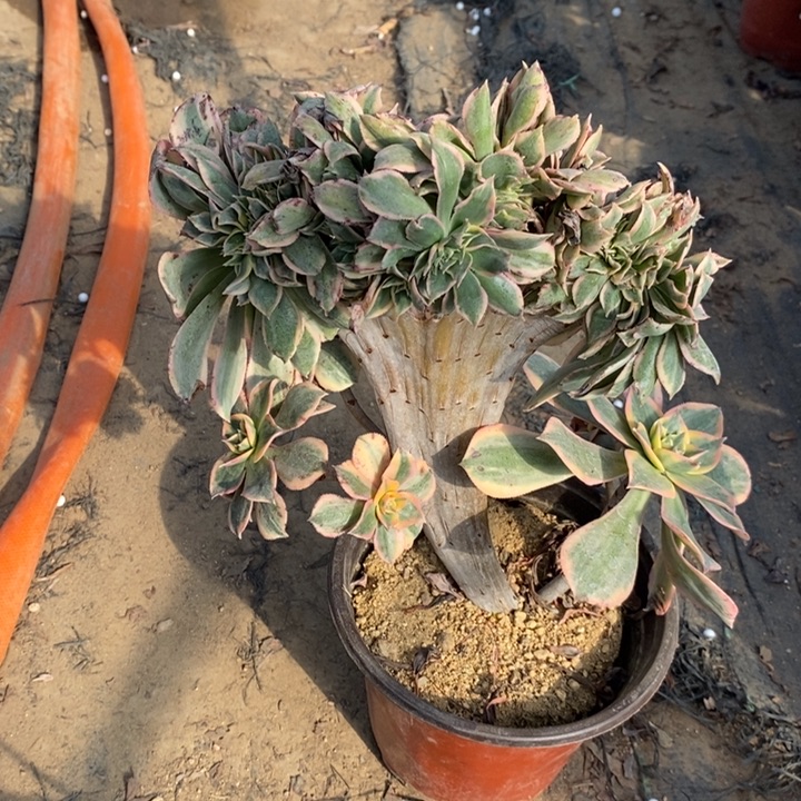 灿烂缀多肉植物27。 