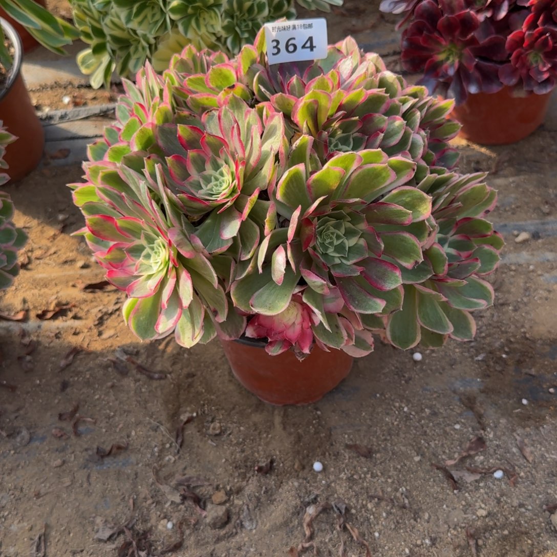 364孔雀翎。多肉植物