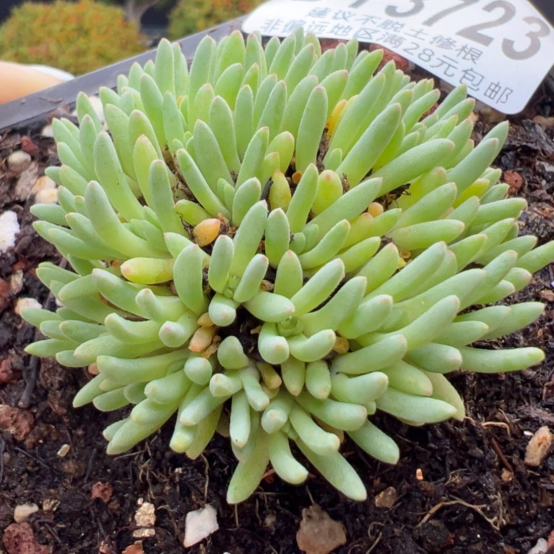 dy3723葵珊瑚冠幅4.5cm