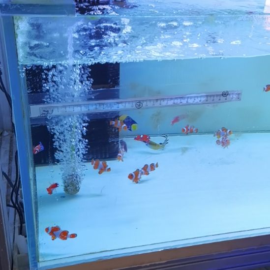 透红，红龙幼鱼各一条