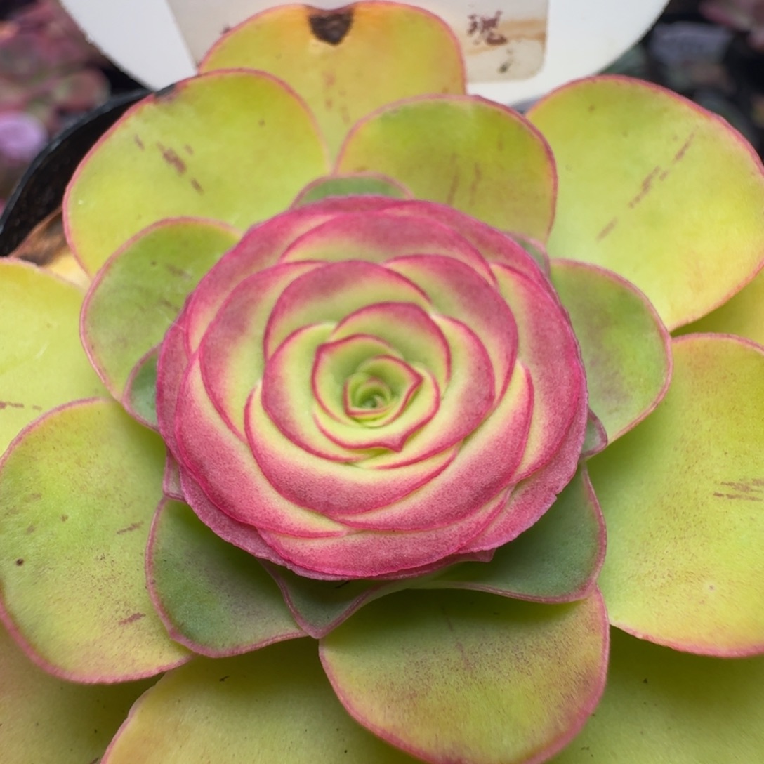 楹楹-164-冠幅  6CM