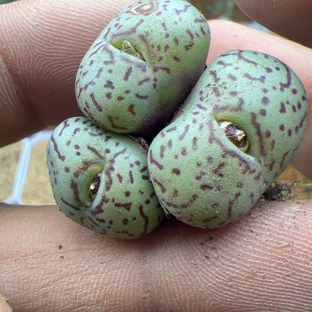 大家过年好22489