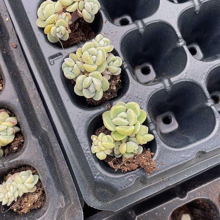 用****9一物一拍冰玉带杆子群