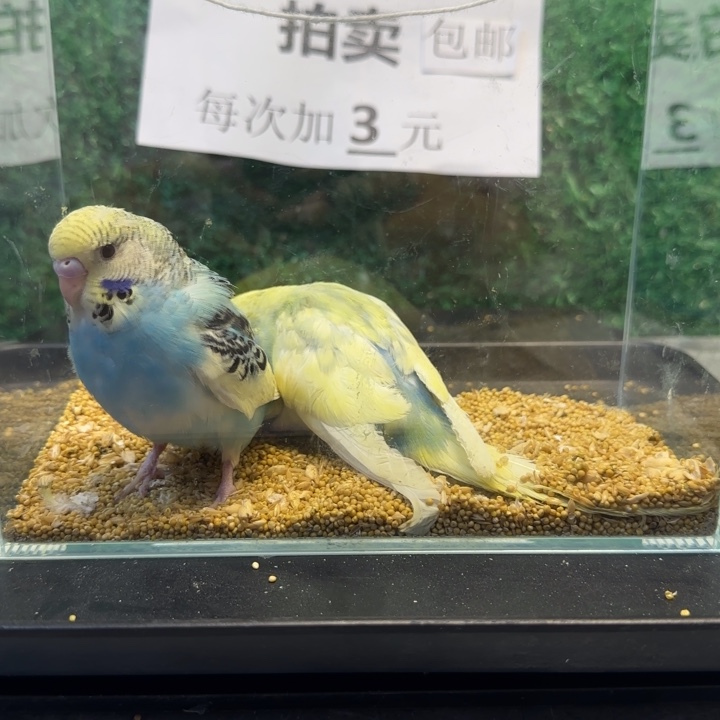 虎皮鹦鹉大头虎皮鹦鹉