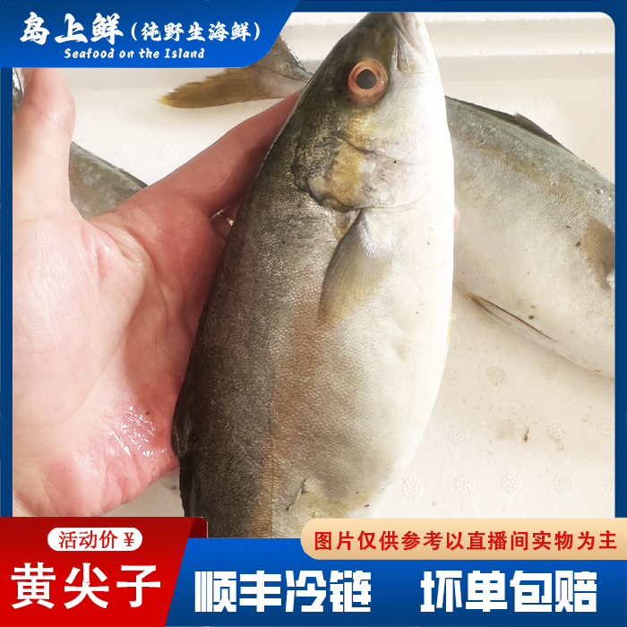 【每份5斤-黄金鲅鱼】又名黄尖子，每斤2条左右，外省干冰发货