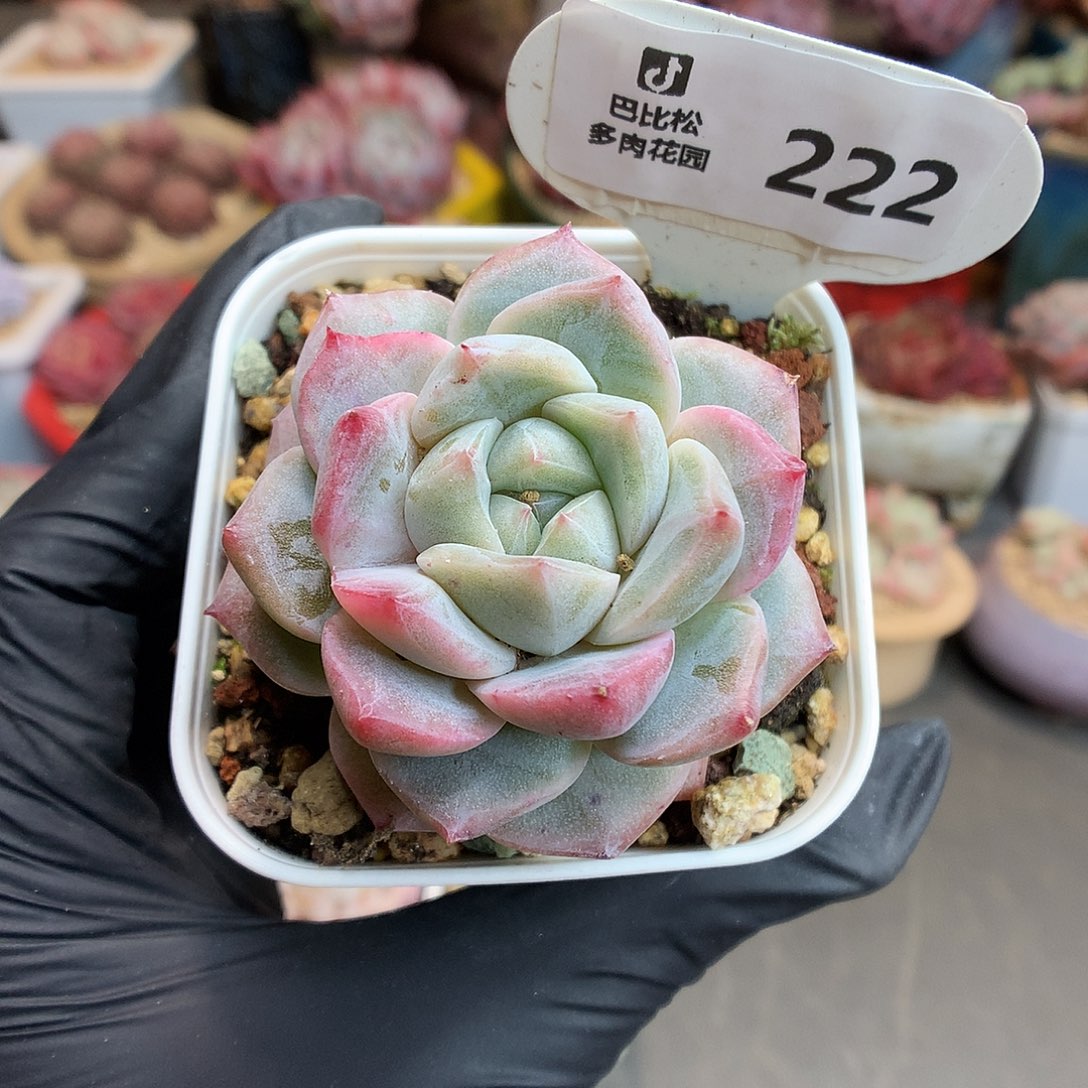 222 粉钻多肉多肉