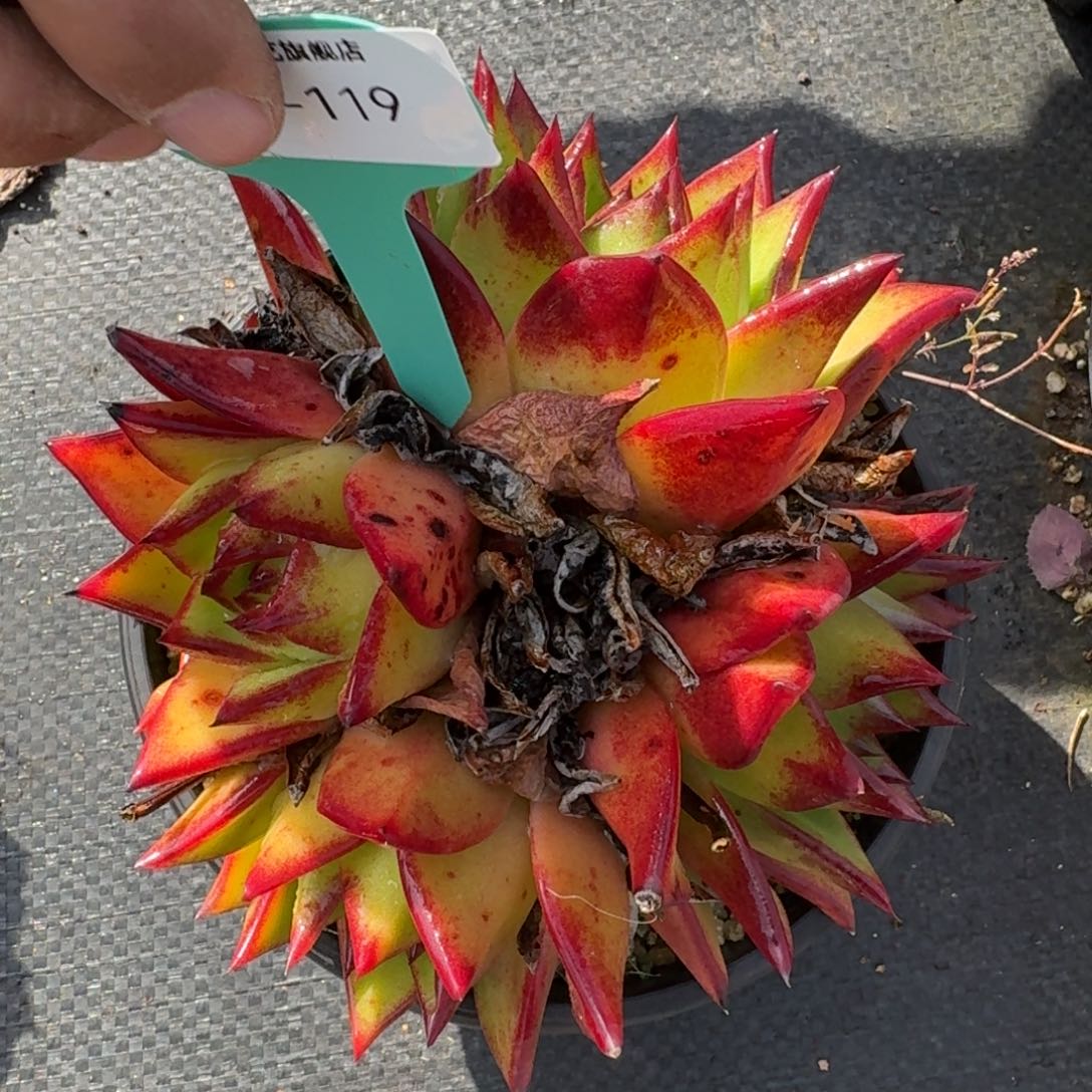 从前慢多肉精选编号1201.119